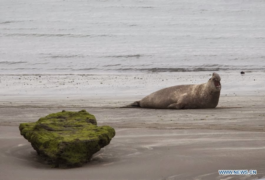 World Heritage Site - Peninsula Valdes, Argentina