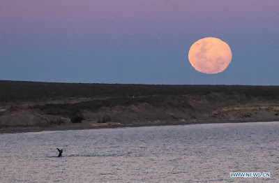 World Heritage Site - Peninsula Valdes, Argentina