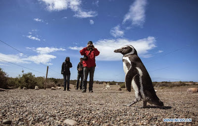 World Heritage Site - Peninsula Valdes, Argentina