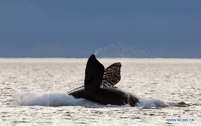 World Heritage Site - Peninsula Valdes, Argentina