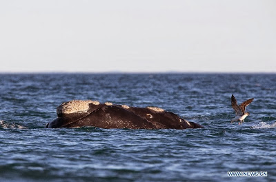 World Heritage Site - Peninsula Valdes, Argentina