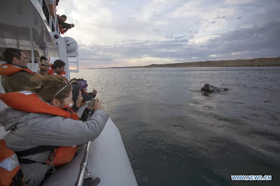 World Heritage Site - Peninsula Valdes, Argentina