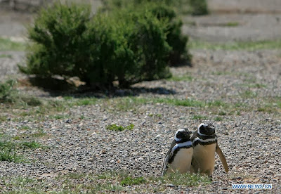 World Heritage Site - Peninsula Valdes, Argentina