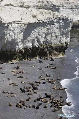 World Heritage Site - Peninsula Valdes, Argentina