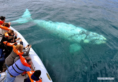 World Heritage Site - Peninsula Valdes, Argentina