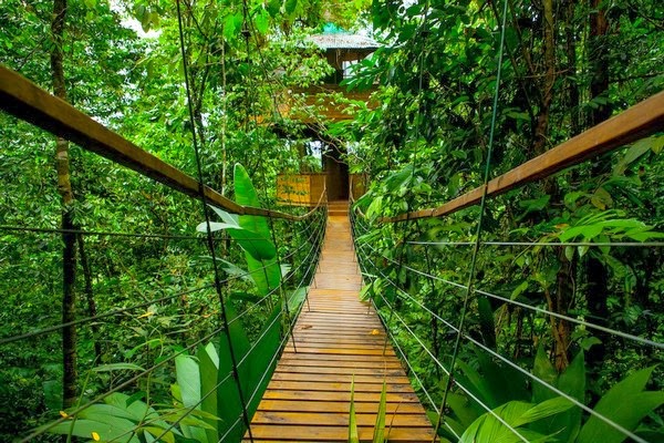 Finca Bellavista - The Real-Life Ewok Village in Costa Rica