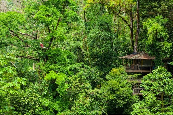 Finca Bellavista - The Real-Life Ewok Village in Costa Rica