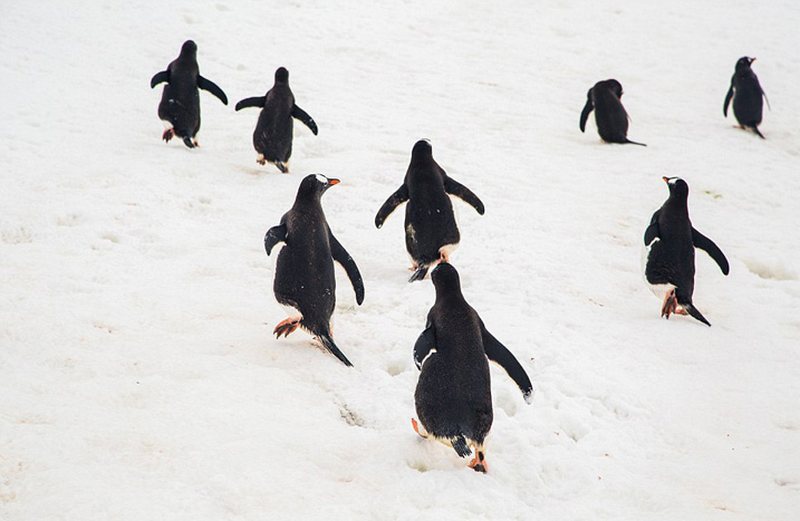 Stunning scenery of Antarctica