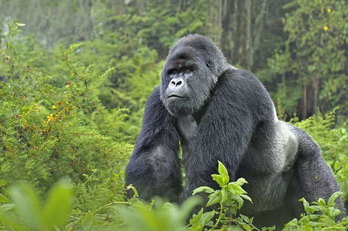 Gorilla in Uganda